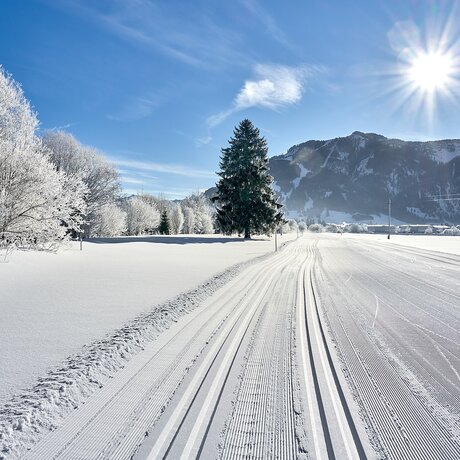 Winterlandschaft mit Loipen, Bäumen und Bergen unter blauem Himmel