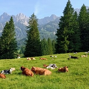 Cows on a green meadow in front of a mountain panorama with conifers on a sunny day