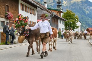 Mann führt geschmückte Kuh mit Glocke durch Dorf, weitere Kühe folgen
