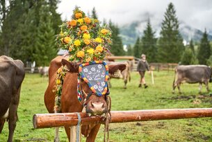 Geschmückte Kuh mit Blumenkranz auf Weide vor Holzzaun, im Hintergrund Person mit Hut