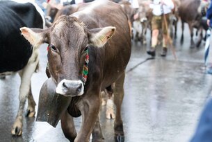Braune Kuh mit Glocke beim Almabtrieb