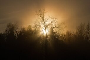 Baum im Nebel vor strahlender Sonne