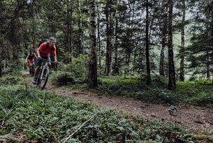 Mountainbiker fährt auf einem Waldweg zwischen Bäumen
