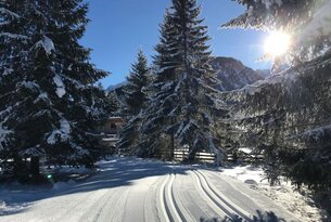 Verschneite Loipe führt durch Winterlandschaft mit Tannenbäumen und Sonnenschein