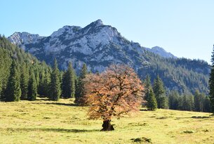 Baum auf Wiese vor Berglandschaft mit Wald und blauem Himmel
