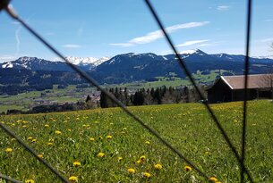 Löwenzahnwiese vor Bergpanorama mit Schnee, im Vordergrund Fahrradspeichen