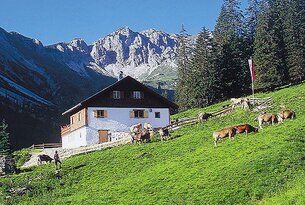 Bauernhaus auf grüner Wiese mit Kühen vor Bergkulisse