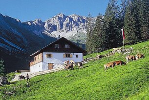 Bauernhaus auf grüner Wiese mit Kühen vor Bergpanorama