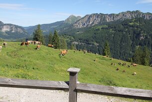 Kühe auf grüner Bergwiese vor bewaldeten Bergen unter blauem Himmel