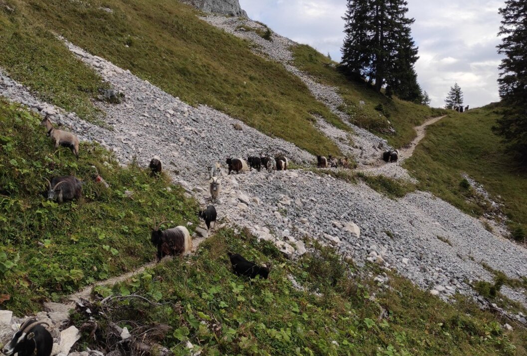 Ziegenherde auf steilem Bergpfad mit Geröll und grüner Vegetation