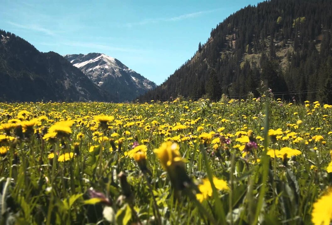 Löwenzahnwiese vor Berglandschaft unter blauem Himmel