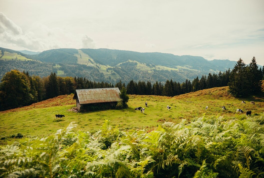 Hütte auf grüner Wiese mit Kühen, im Hintergrund bewaldete Hügel