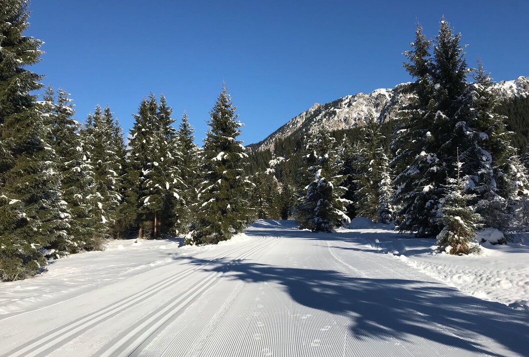 Verschneite Loipe führt durch einen Nadelwald zu einem schneebedeckten Berg unter blauem Himmel