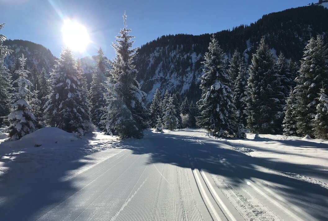 Verschneite Loipe führt durch Winterlandschaft mit Tannenbäumen und Sonnenschein