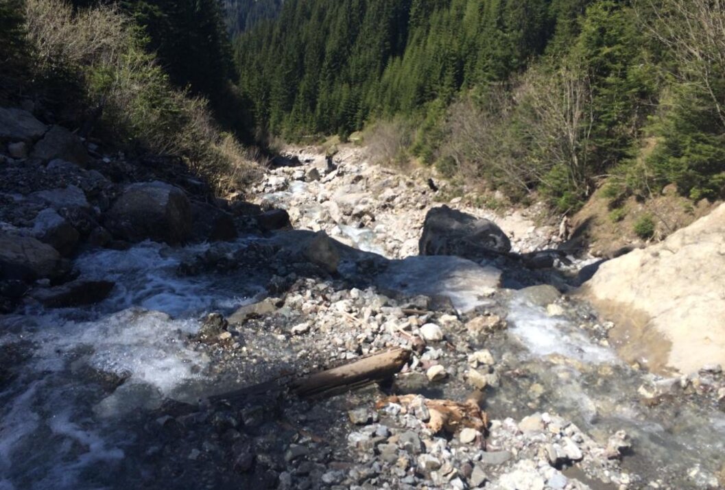 Flussbett mit Steinen und Baumstamm, umgeben von Wald