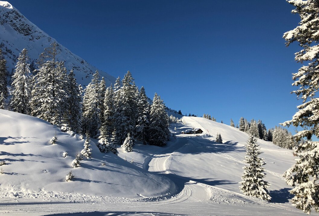 Verschneite Landschaft mit Bäumen und blauem Himmel
