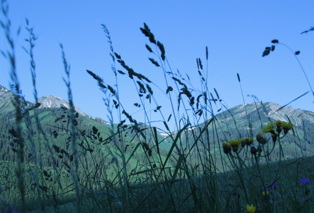 Gräser im Vordergrund, Berge und blauer Himmel im Hintergrund