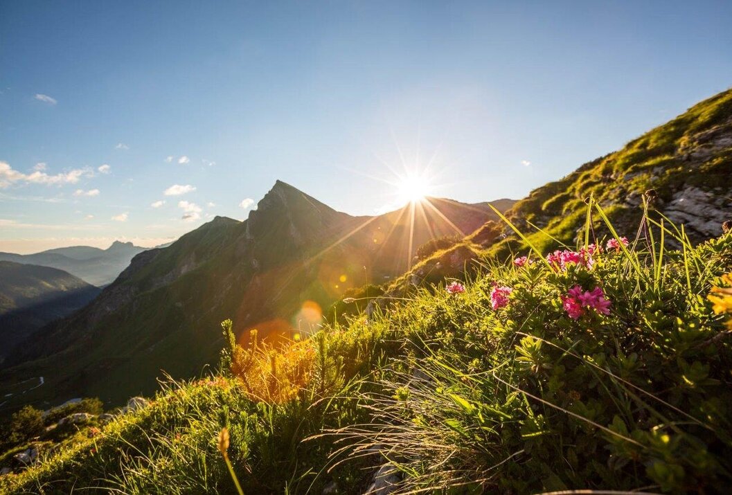 Berglandschaft mit blühender Wiese im Vordergrund und strahlender Sonne über dem Gipfel