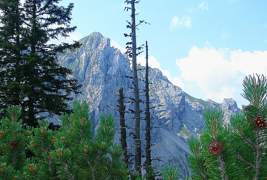 Berglandschaft mit Bäumen im Vordergrund und einem felsigen Gipfel im Hintergrund