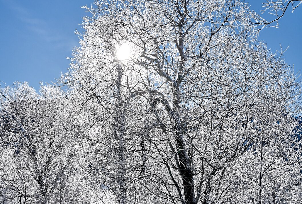 Winterlandschaft mit schneebedeckten Bäumen und strahlender Sonne am blauen Himmel