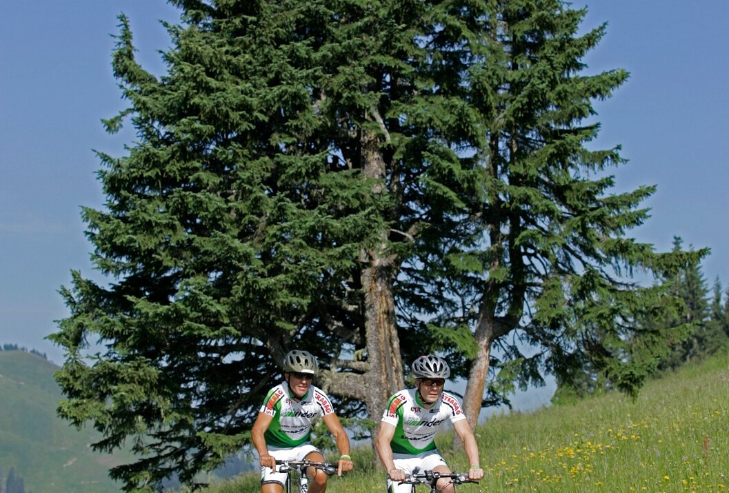 Zwei Radfahrer auf einem Weg vor einem großen Baum und grüner Landschaft