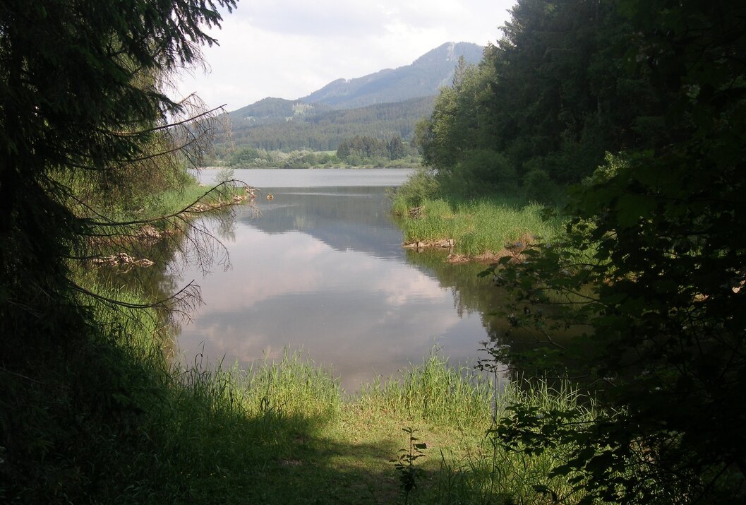Seeblick durch Bäume und Gras auf Berge im Hintergrund