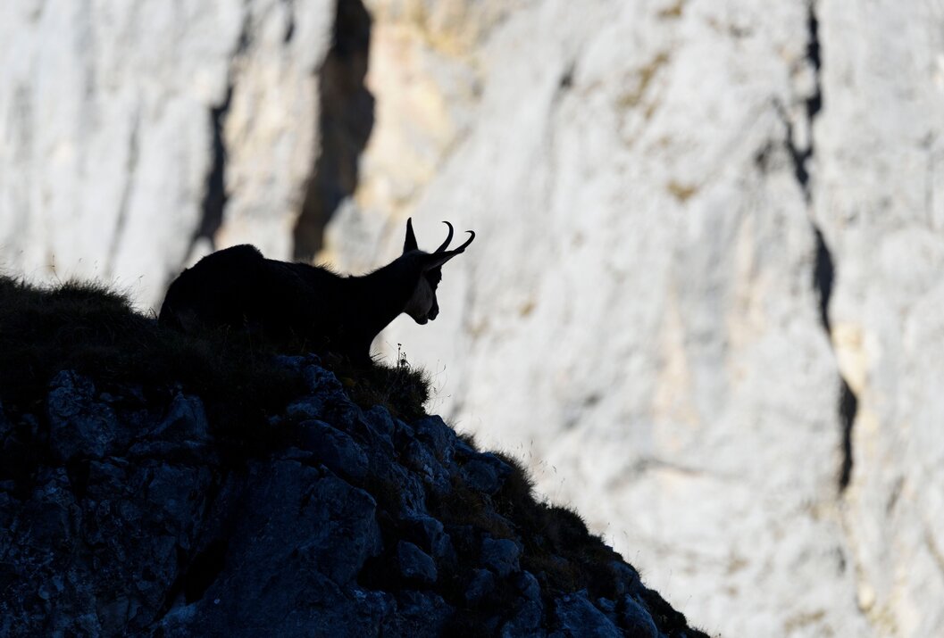 Silhouette einer Gämse auf einem Felsen vor hellem Felsmassiv