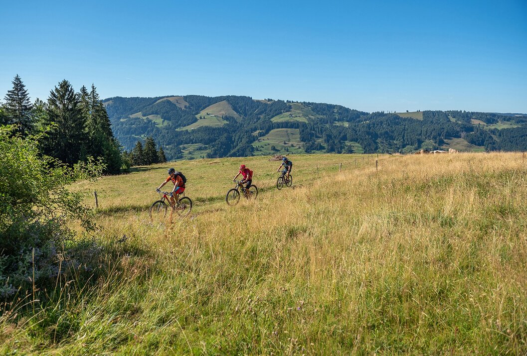 Drei Mountainbiker fahren durch eine Wiese vor einer Berglandschaft