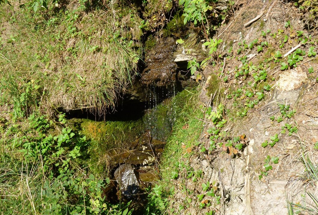 Kleine Quelle mit Wasserfall in bewachsener Felswand