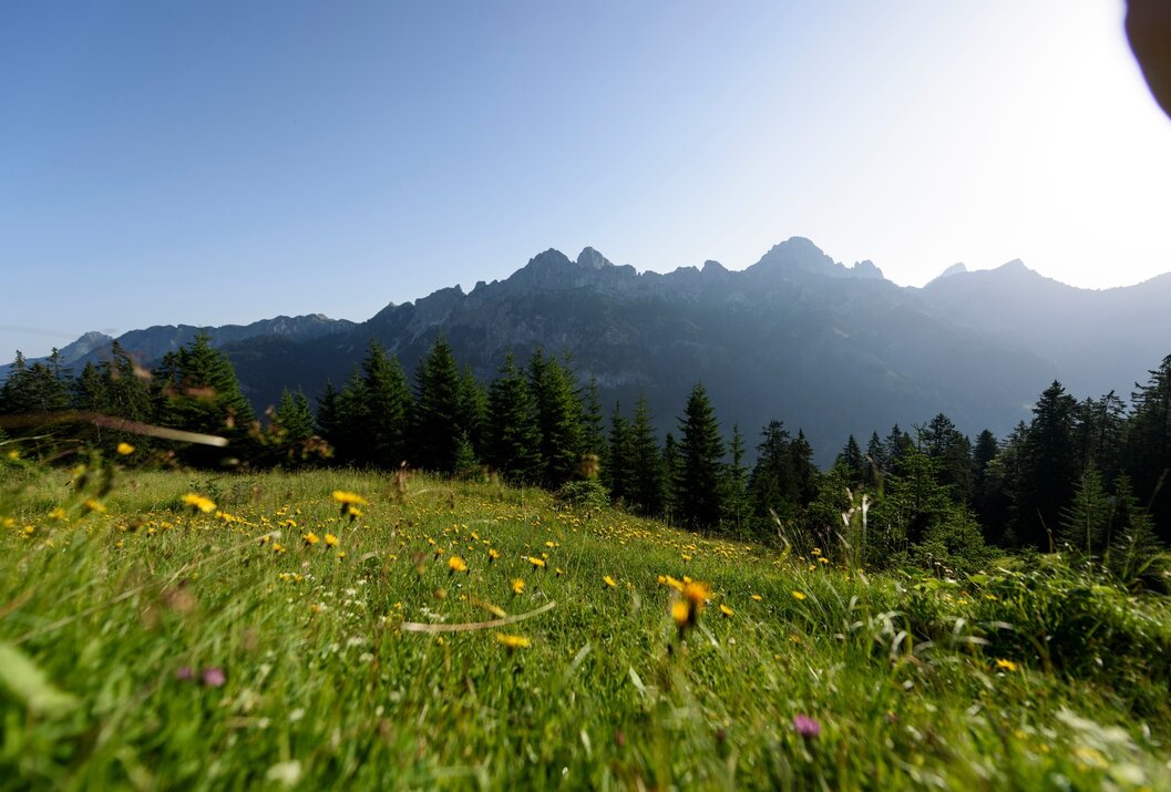Berglandschaft mit Wiese, Bäumen und blauem Himmel