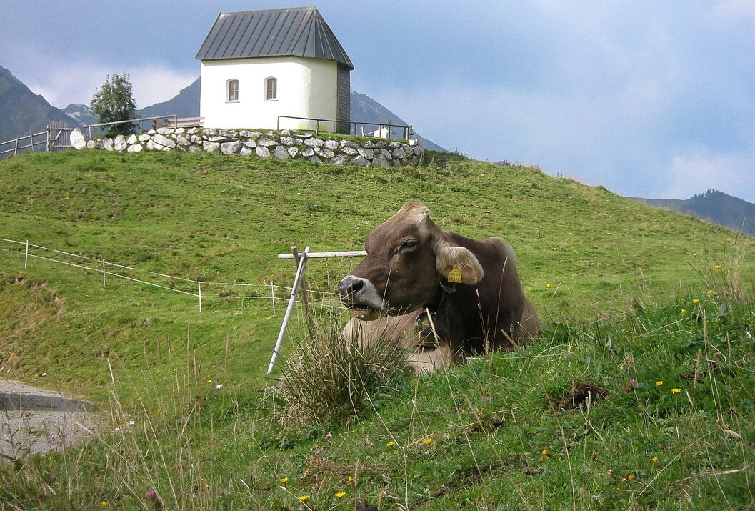 Kuh liegt im Gras vor kleiner Kapelle auf einem Hügel