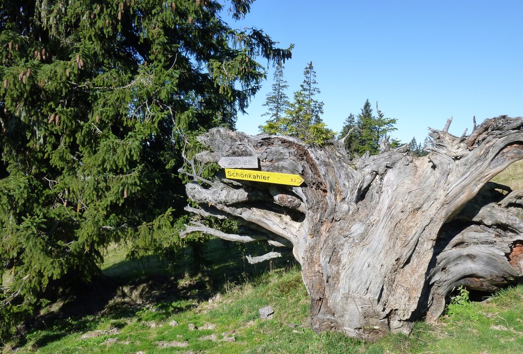 Wegweiser auf Baumstumpf im Wald mit blauem Himmel