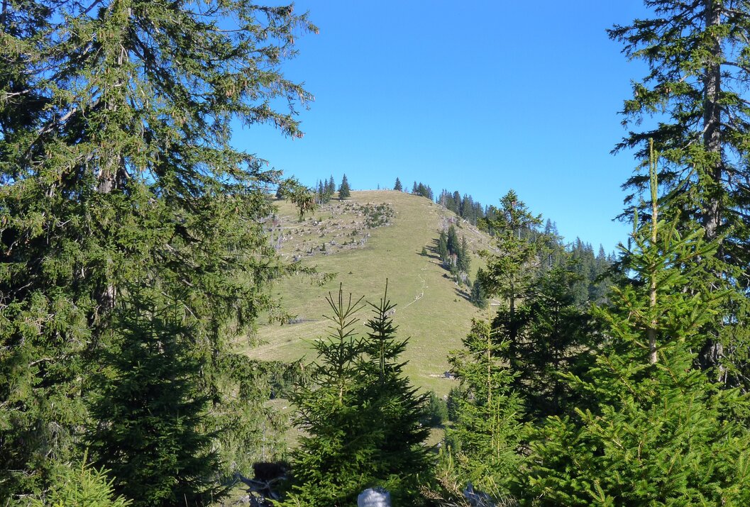 Grüner Hügel mit Bäumen unter blauem Himmel