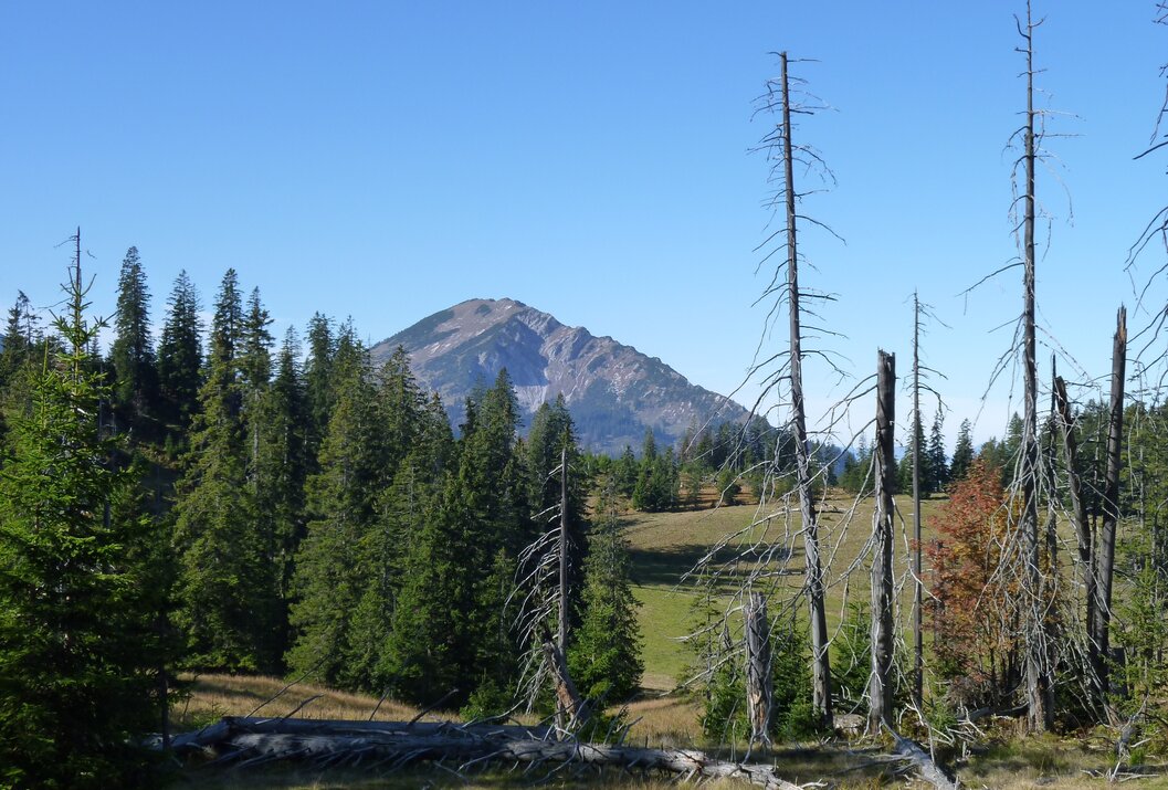 Berglandschaft mit Wald, Wiese und kahlen Bäumen unter blauem Himmel
