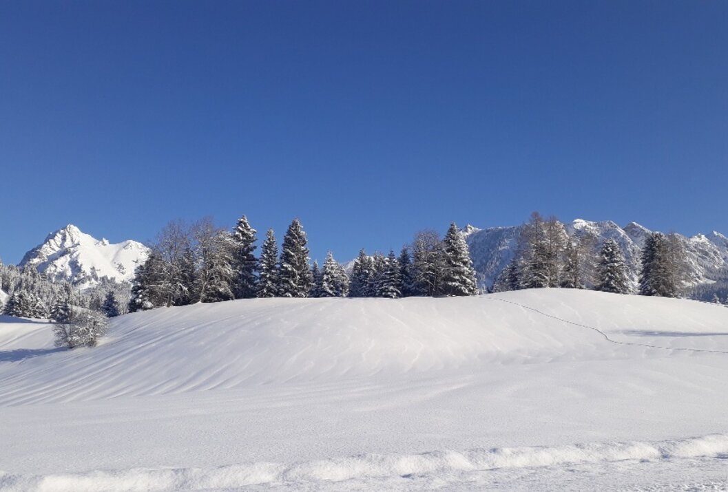 Winterlandschaft mit schneebedeckten Bäumen und Bergen unter blauem Himmel