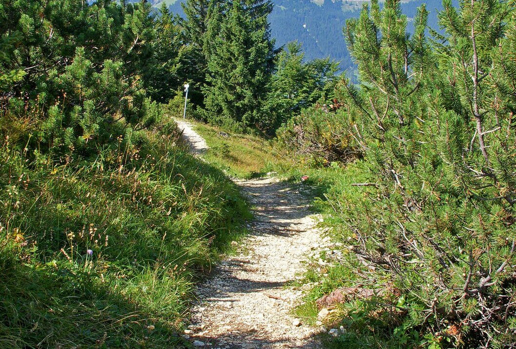 Schotterweg führt durch grüne Vegetation zu Bergen am Horizont