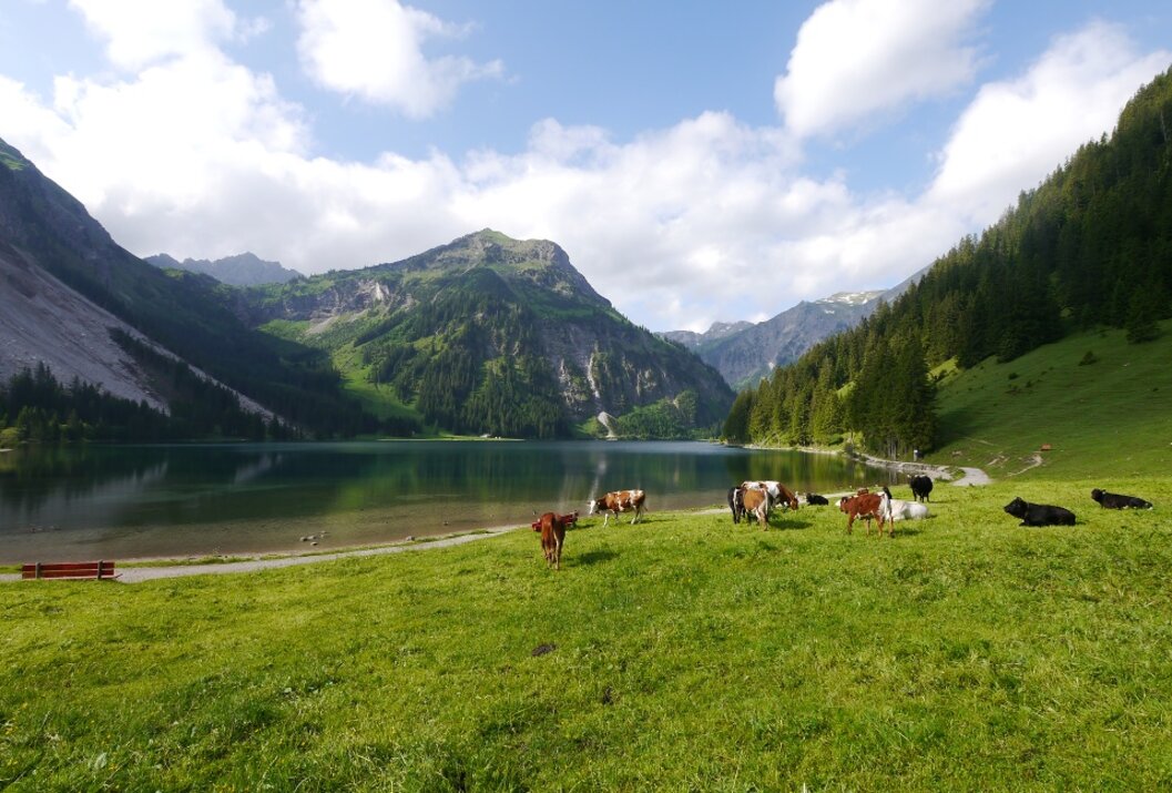 Kühe auf grüner Wiese vor Bergsee und bewaldeten Bergen unter blauem Himmel mit Wolken