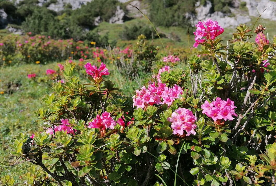 Alpenrosen blühen auf einer Bergwiese vor einem grünen Hang
