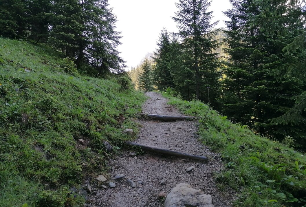Waldweg mit Stufen führt bergauf