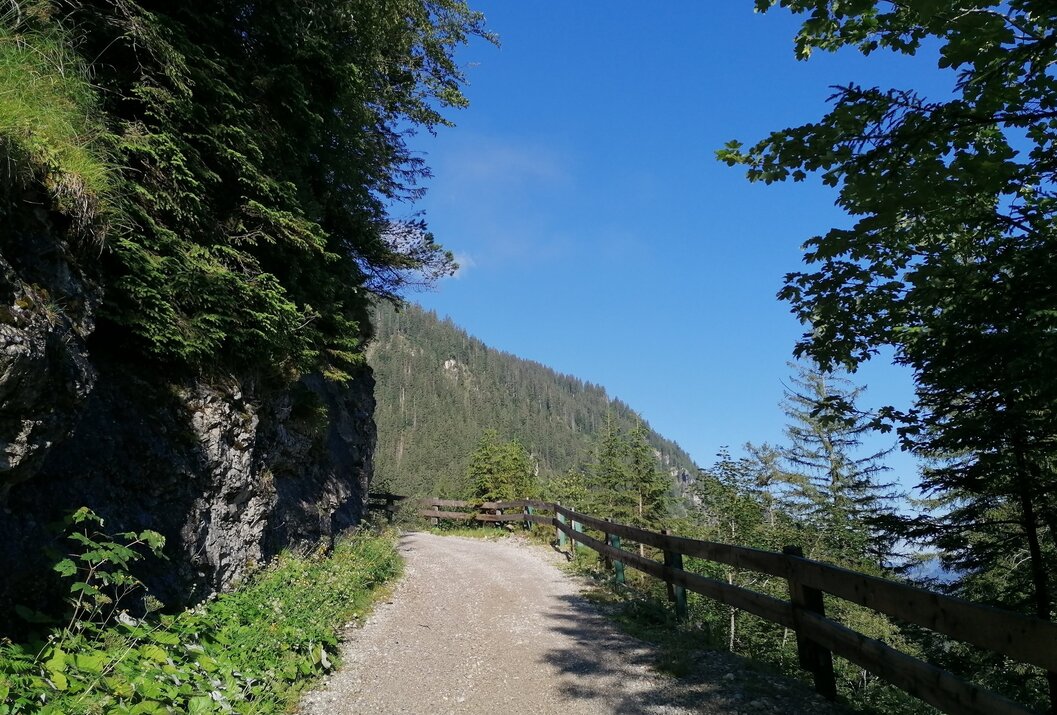 Waldweg mit Holzzaun führt bergauf unter blauem Himmel