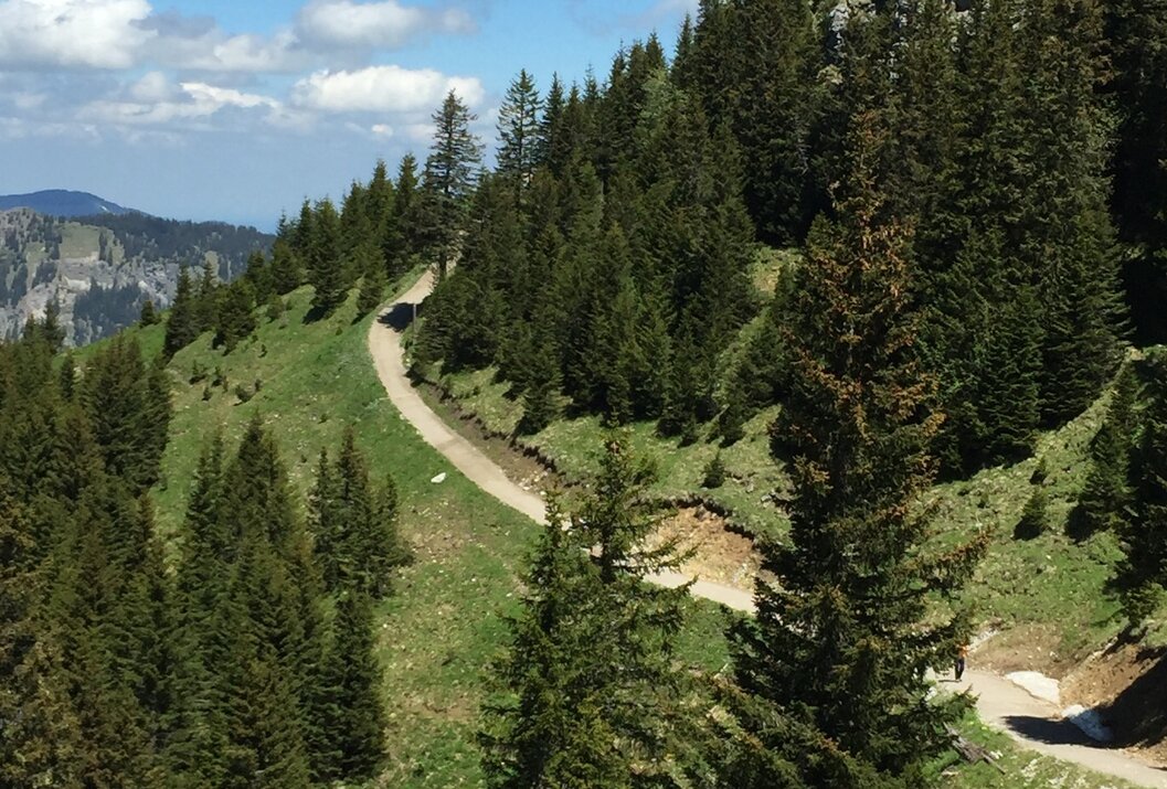 Bergpfad schlängelt sich durch grüne Wiese und dichten Nadelwald an einem sonnigen Tag