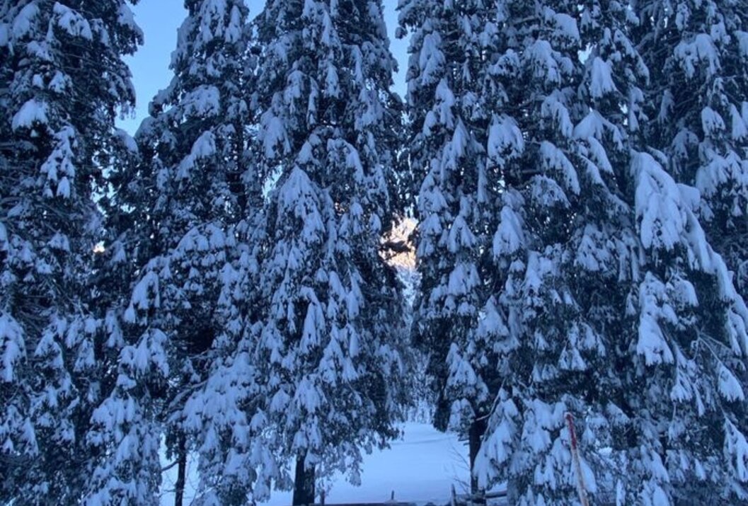 Verschneite Nadelbäume im Winterwald, Sonnenlicht scheint durch die Baumwipfel