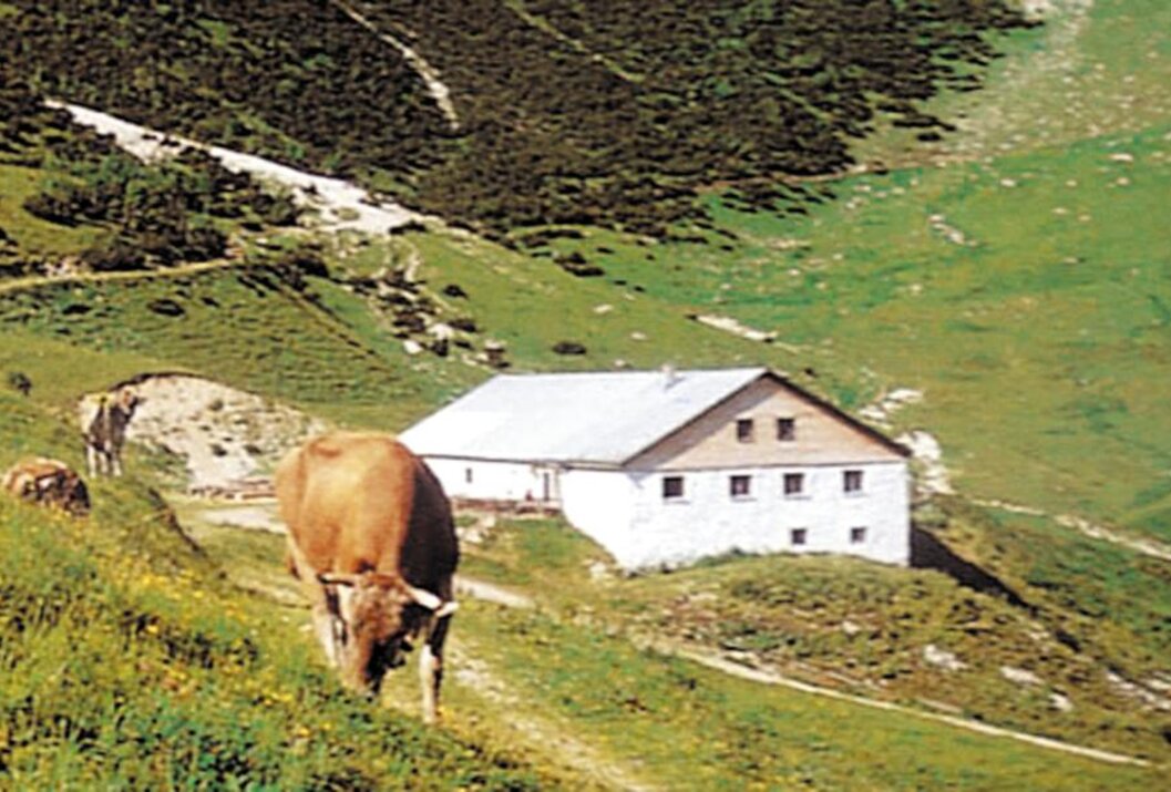 Kuh weidet vor weißem Bauernhaus in grüner Berglandschaft