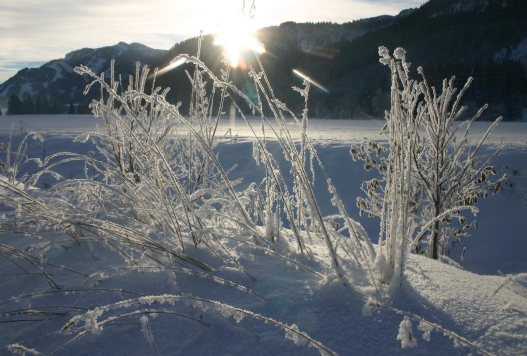 Vereiste Gräser im Schnee vor See und Bergen im Sonnenlicht