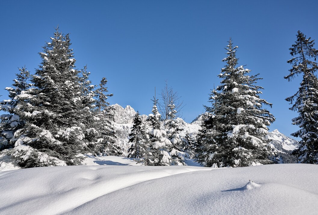 Winterlandschaft mit schneebedeckten Bäumen und Bergen unter blauem Himmel