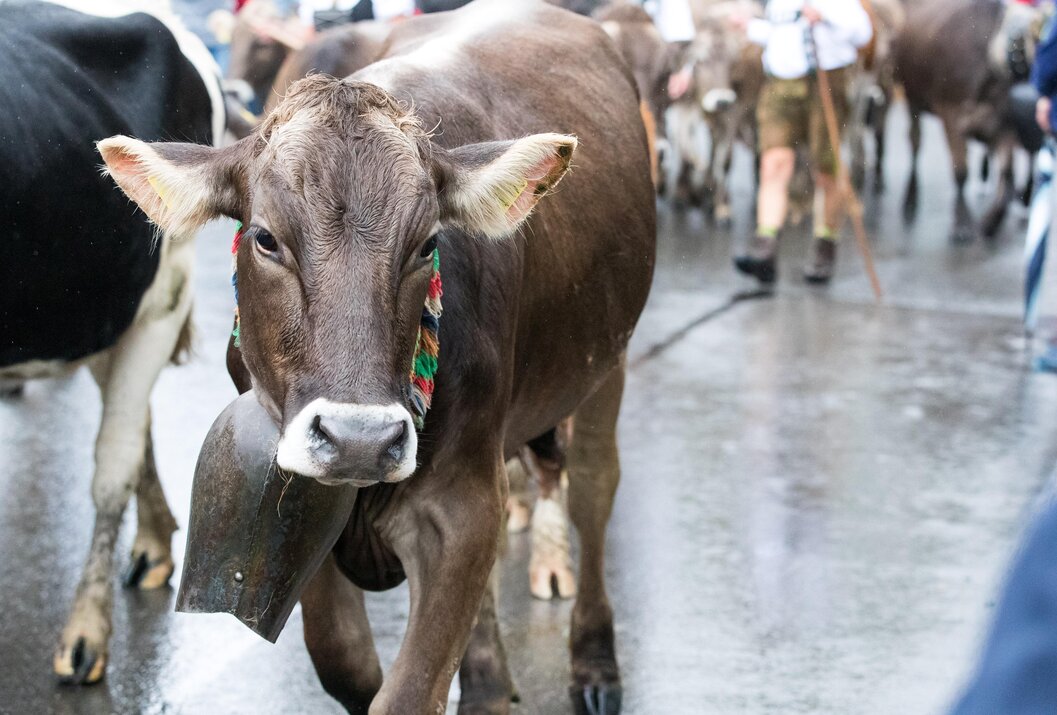 Braune Kuh mit Glocke vor verschwommenem Hintergrund mit Menschen und anderen Kühen