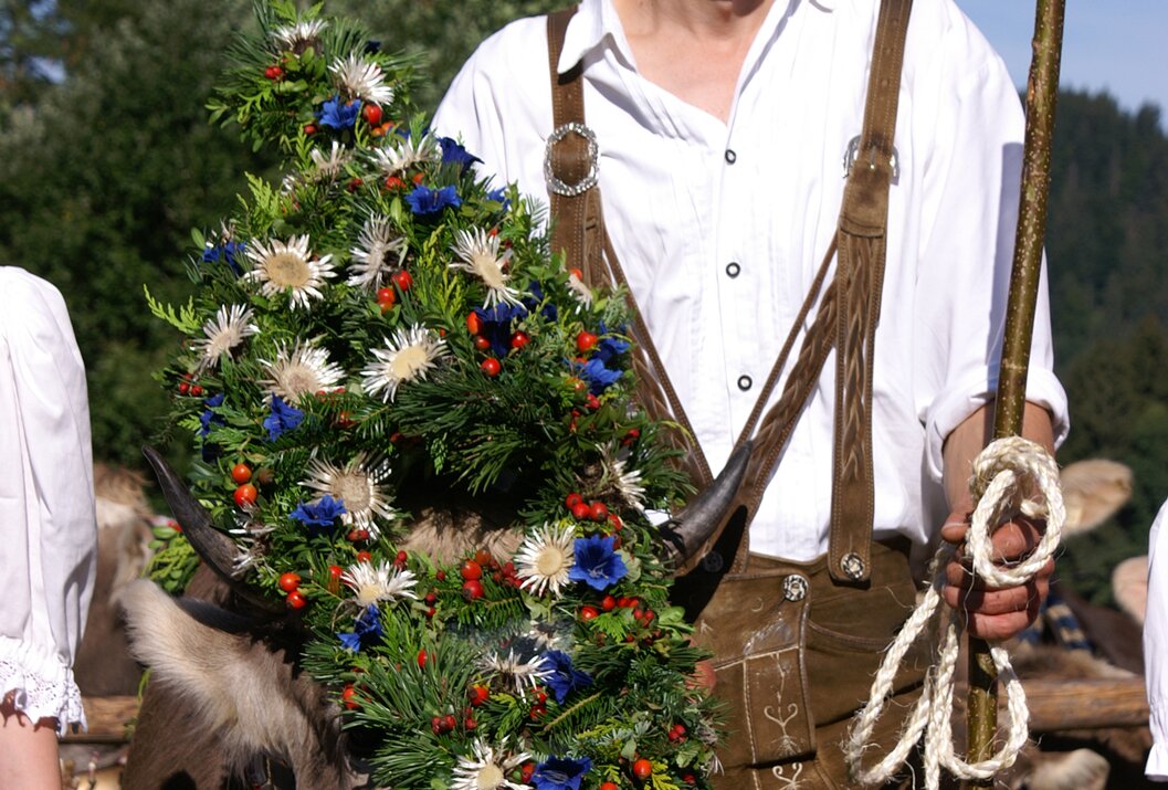 Mann in Tracht mit geschmückter Kuh beim Almabtrieb