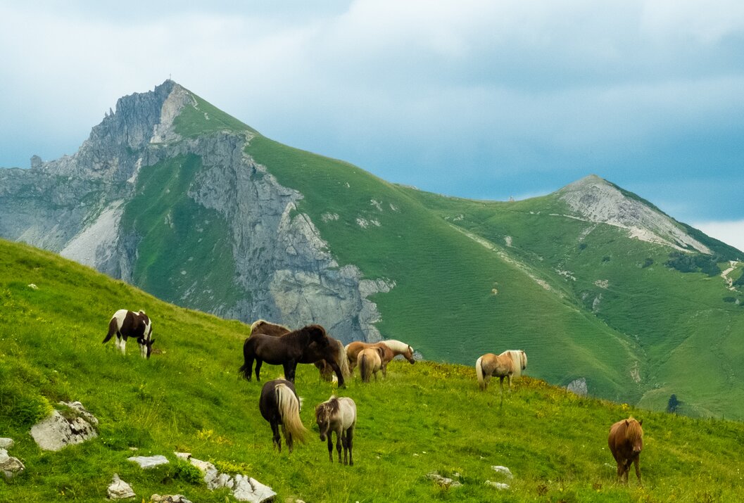Pferdeherde auf grüner Bergwiese vor Bergpanorama