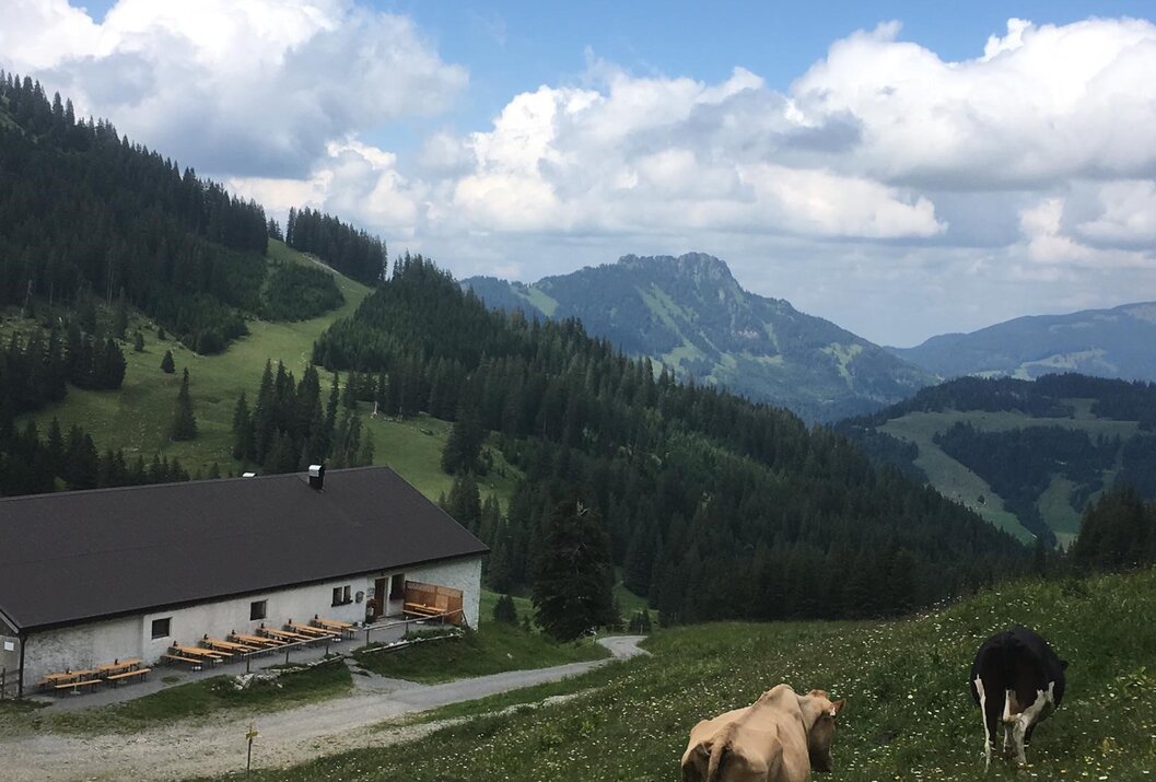 Hütte vor Berglandschaft mit grünen Hängen und Kühen im Vordergrund unter blauem Himmel mit Wolken