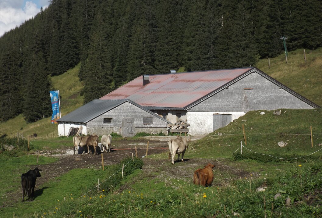Almhütte mit Kühen auf einer grünen Wiese vor einem bewaldeten Berghang